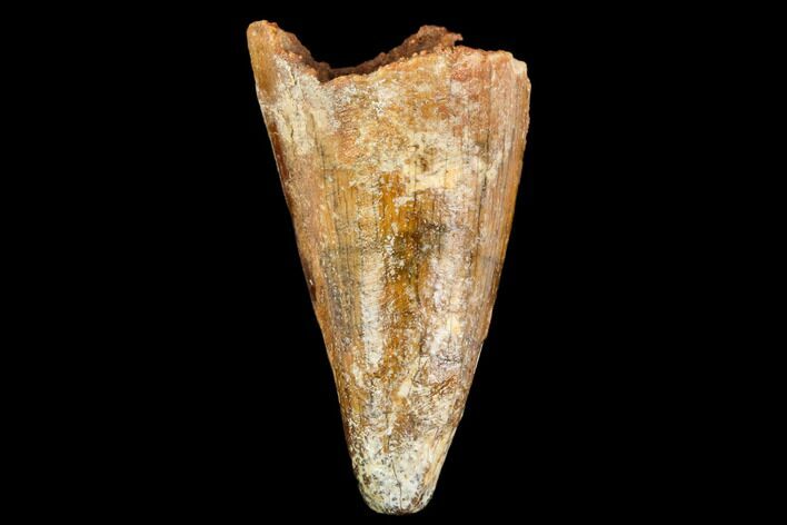 Bargain, Fossil Crocodile (Elosuchus) Tooth - Morocco #109924